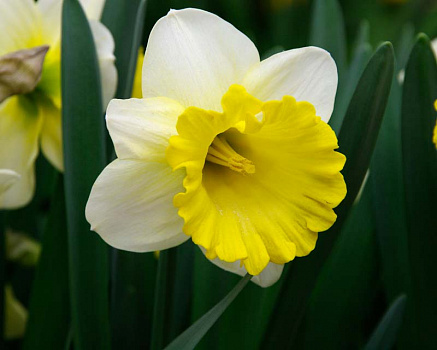 Нарцисс Attraction белый с желтым крупноцветковый в горшке d-12 см 3-5 луковиц
